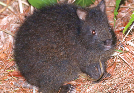 奄美大島に生息するアマミノクロウサギ