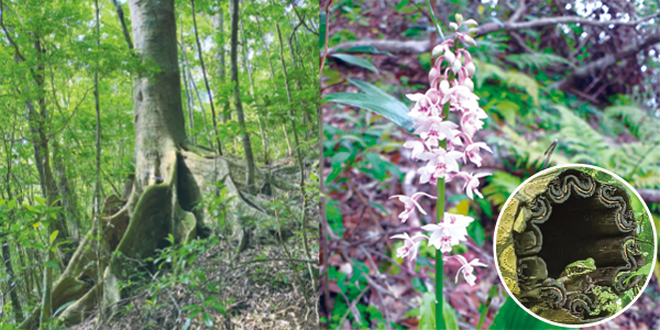 奄美大島の動植物