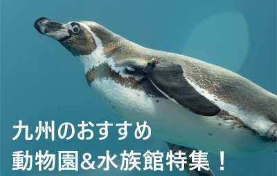 九州のおすすめ動物園&水族館特集！【観光・お出かけスポット】