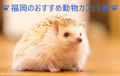 福岡のおすすめ動物カフェ5選！さまざまな動物に触れて癒されよう