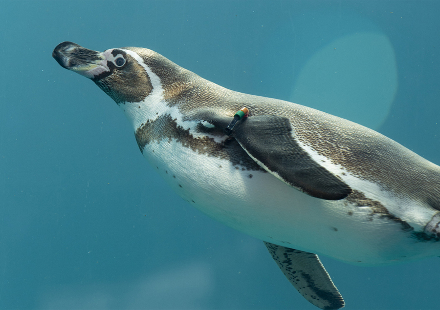 九州のおすすめ動物園&水族館特集！【観光・お出かけスポット】