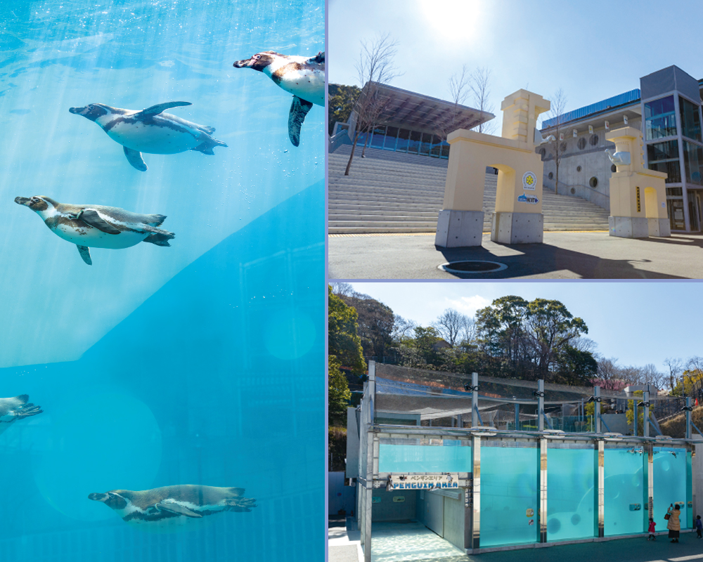 九州のおすすめ動物園・福岡市動物園のペンギンプール