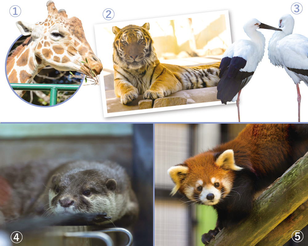 九州のおすすめ動物園・福岡市動物園のコツメカワウソやレッサーパンダ