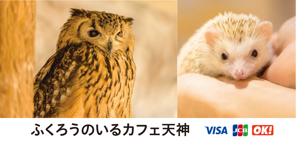 福岡のおすすめ動物カフェ・フクロウカフェ「ふくろうのいるカフェ天神」