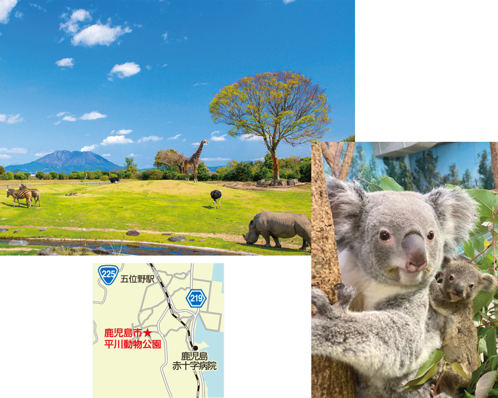 九州のおすすめ動物園・鹿児島市平川動物公園のコアラ