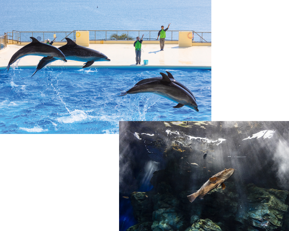 九州のおすすめ水族館・マリンワールド海の中道のイルカショー