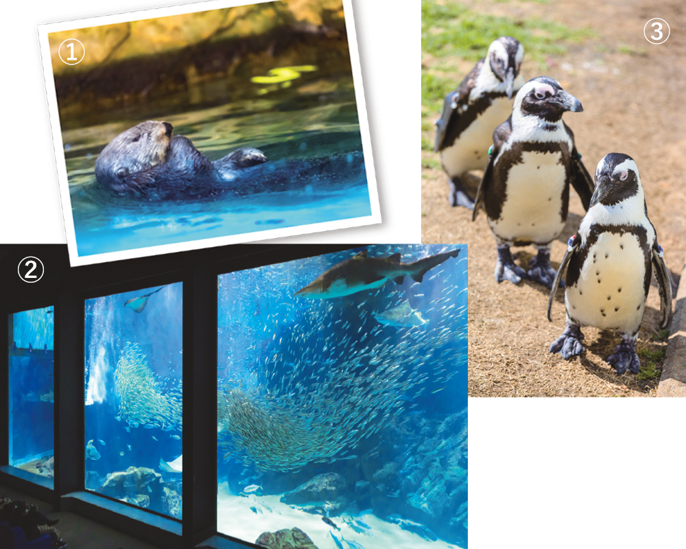九州のおすすめ水族館・マリンワールド海の中道のラッコやペンギン
