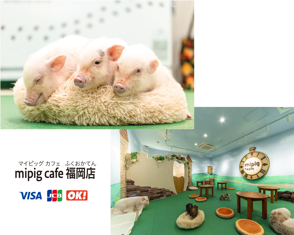 福岡のおすすめ動物カフェ・ピッグカフェ「mipig café福岡店」