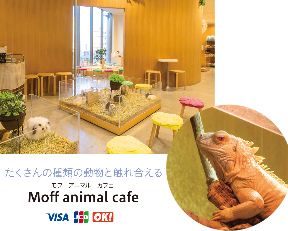 福岡のおすすめ動物カフェ・アニマルカフェ「Moff animal café」