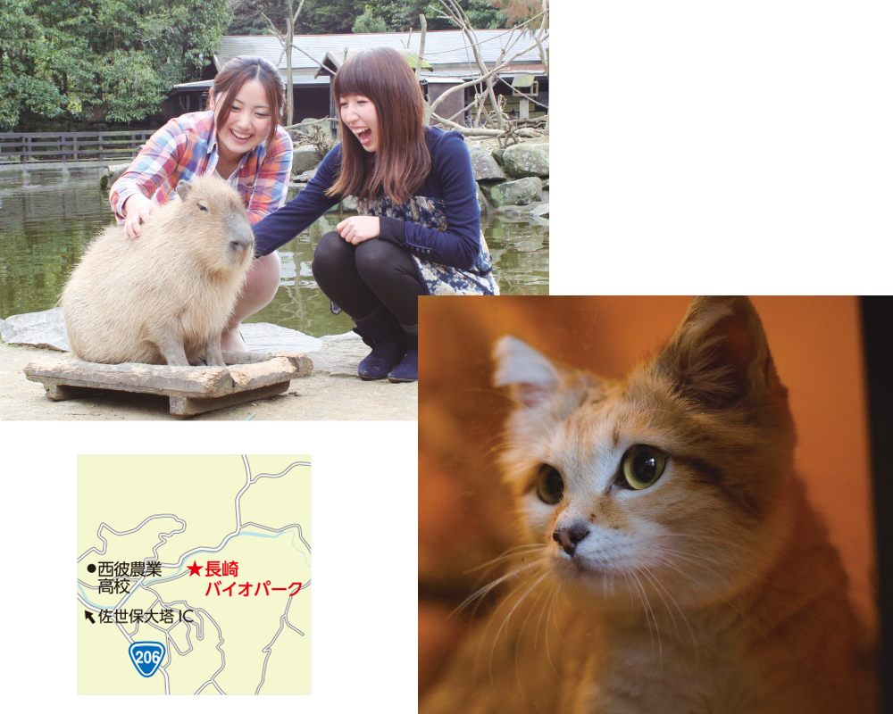 九州のおすすめ動物園・長崎バイオパークのカピバラとスナネコ