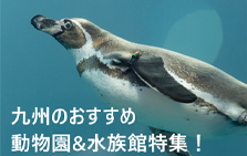 九州のおすすめ動物園&水族館特集！【観光・お出かけスポット】