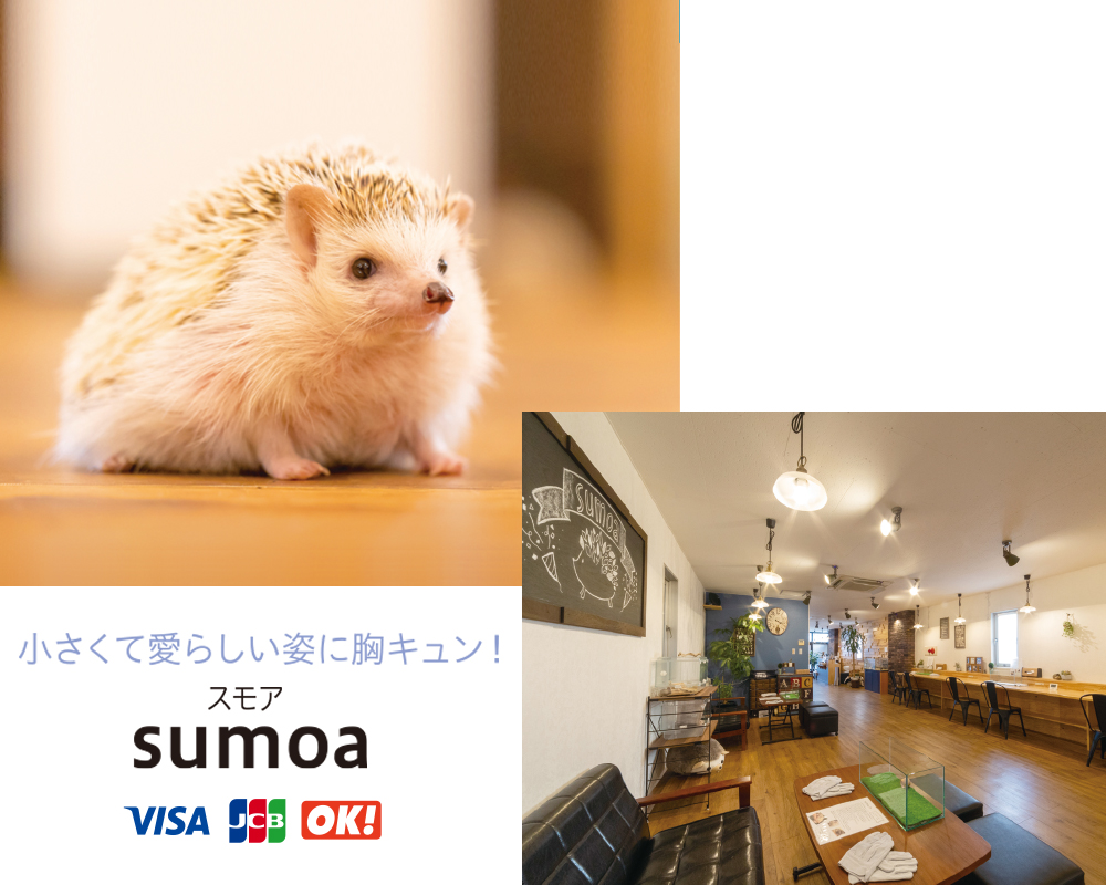 福岡のおすすめ動物カフェ・ハリネズミカフェ「sumoa」