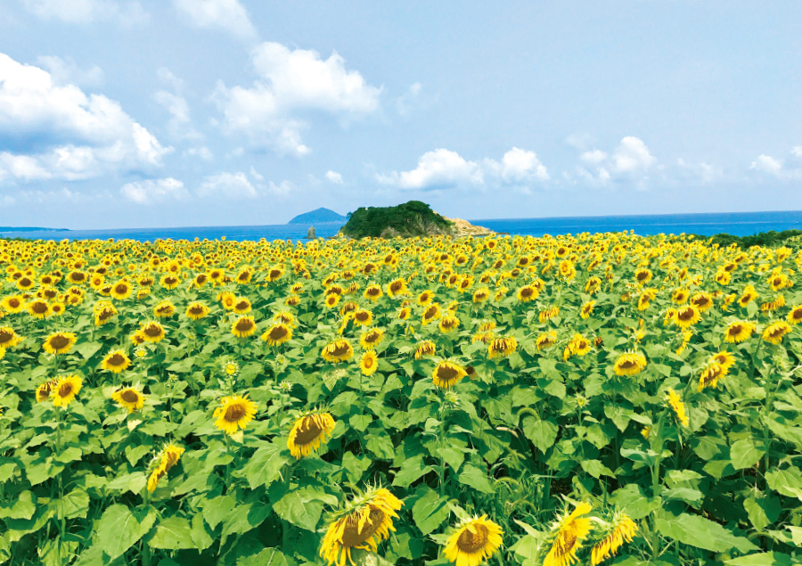 五島の自然を楽しめるおすすめスポット6選「魚津ヶ崎公園」