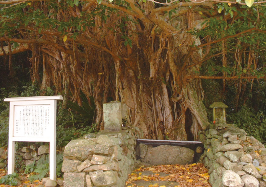 五島の自然を楽しめるおすすめスポット6選「樫ノ浦のアコウ巨木」