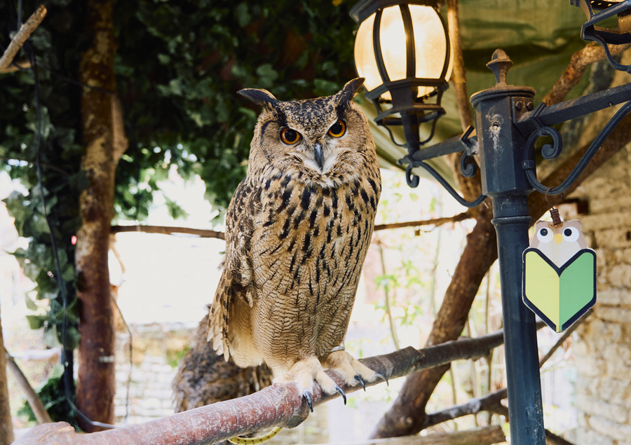 【由布院】今注目のおすすめ観光スポット&グルメ7選！「湯布院のフクロウの森」