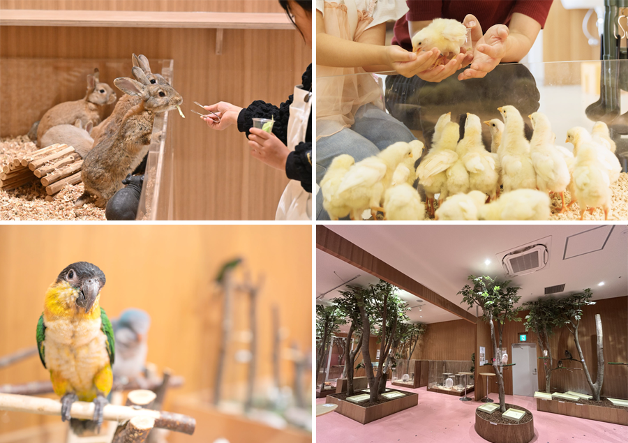 大人も子供も楽しめる!福岡の人気体験カフェ5選「Moff animal cafe ららぽーと福岡店」