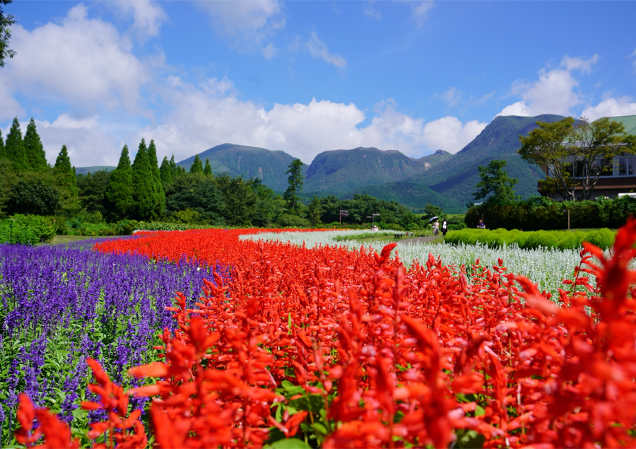【九州】美しい秋の絶景5選!立ち寄りたい周辺スポットもご紹介♪「くじゅう花公園」