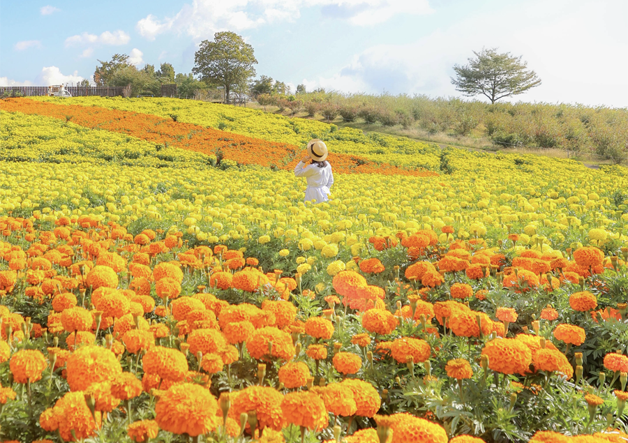 【九州】美しい秋の絶景5選!立ち寄りたい周辺スポットもご紹介♪「くじゅう花公園」