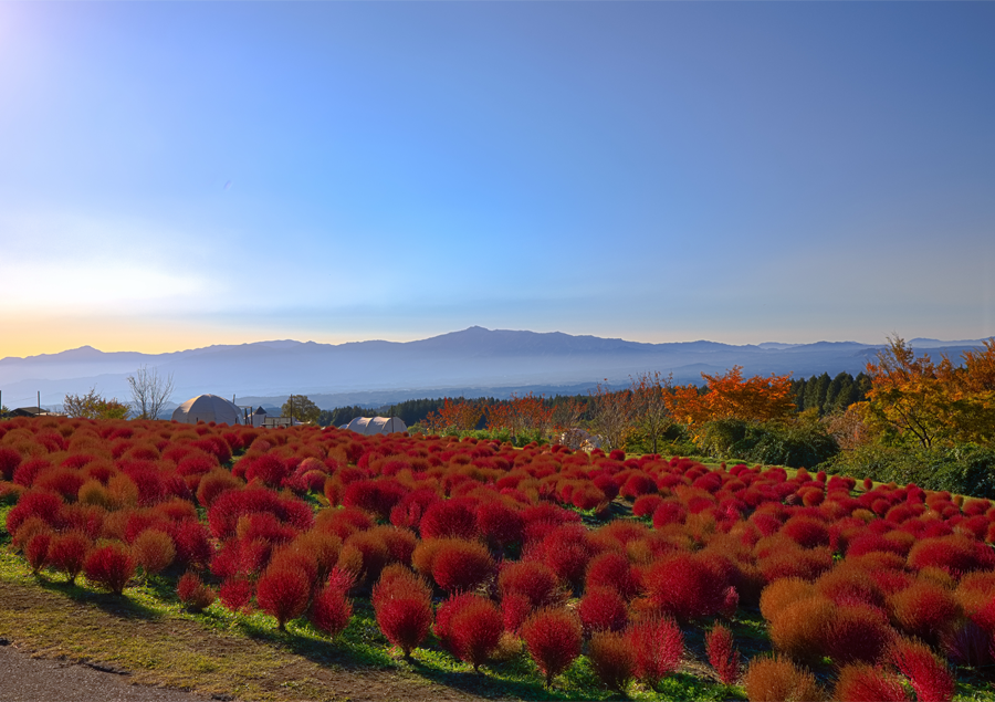 【九州】美しい秋の絶景5選!立ち寄りたい周辺スポットもご紹介♪「くじゅう花公園」